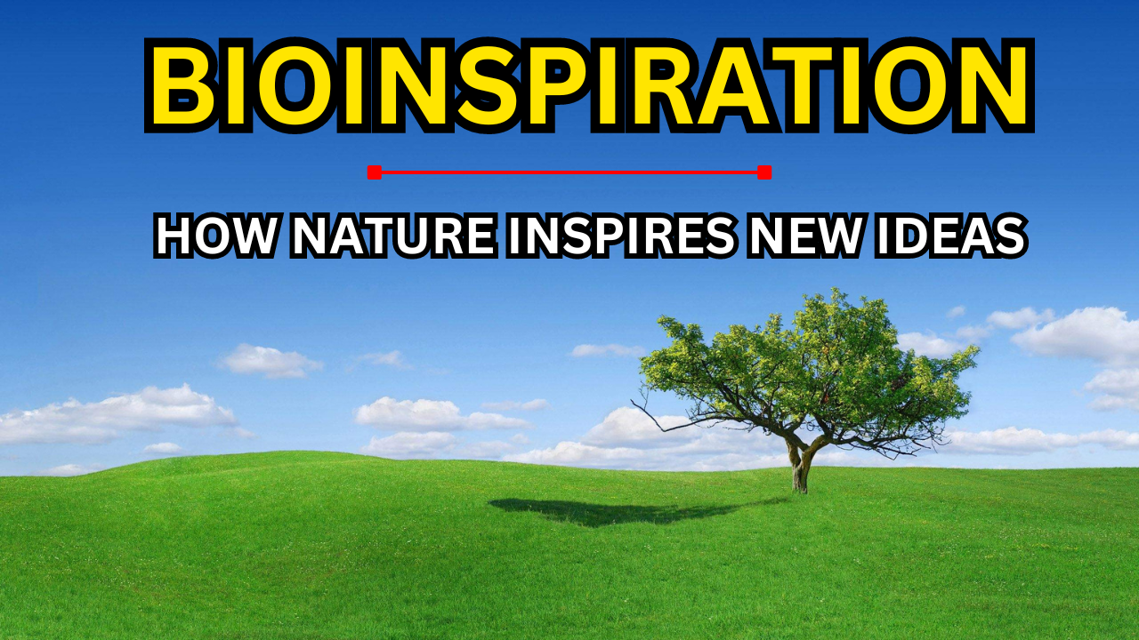 Bioinspiration | How Nature Inspires New Ideas